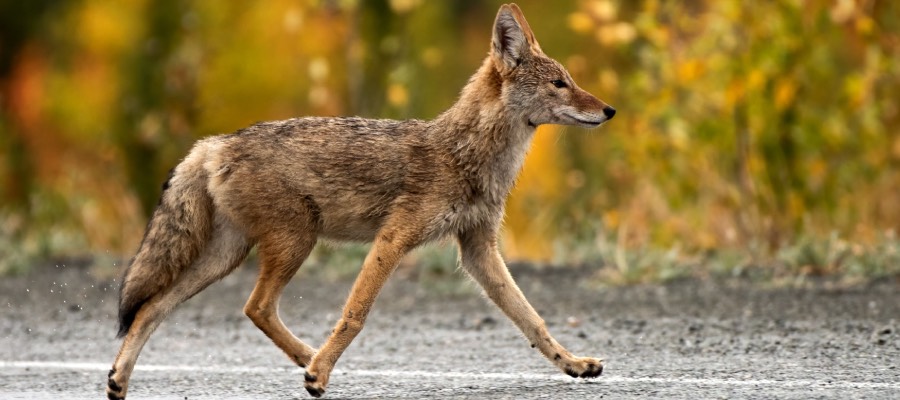 coyote